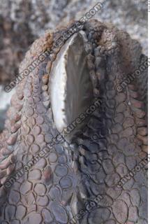 Photo Textures of Animals Skin